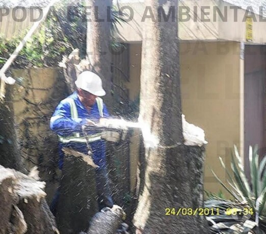 corte-e-poda-de-rvore-limpeza-de-terreno-jardim-coqueiro-raposo-tavares-servicos-especializados-no-322504151-big-0