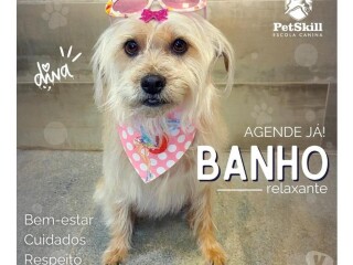 Seu co est precisando de um banho Maringa PR Pet shops e veterinrios Maringa PR no [***] 