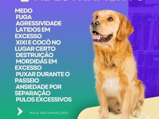 Adestramento de ces Teresopolis RJ Pet shops e veterinrios Teresopolis RJ no [***] 