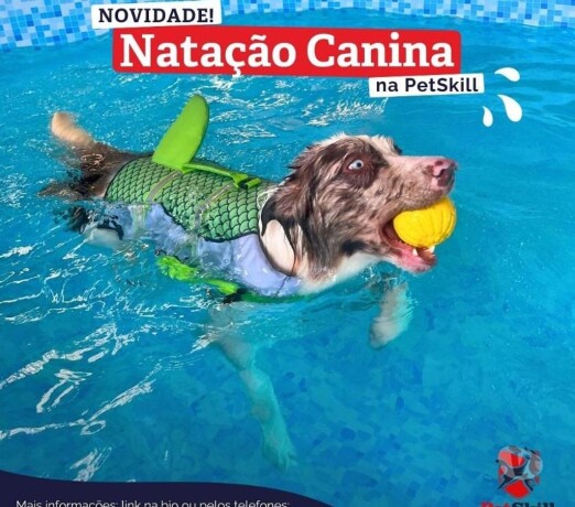 nataco-para-ces-maringa-pr-pet-shops-e-veterinrios-maringa-pr-no-329204140-big-0