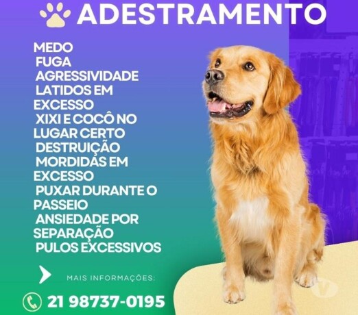 adestrador-de-caes-barra-da-tijuca-pet-shops-e-veterinarios-barra-da-tijuca-big-0